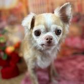 チワワ(ロング)