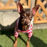 ミニチュアピンシャー