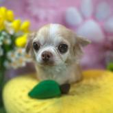 チワワ(ロング)