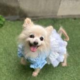 トイプードル