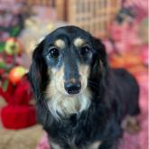 カニンヘンダックスフンド(ロング)