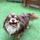 チワワ(ロング)