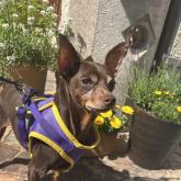 ミニチュアピンシャー