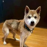 柴犬
