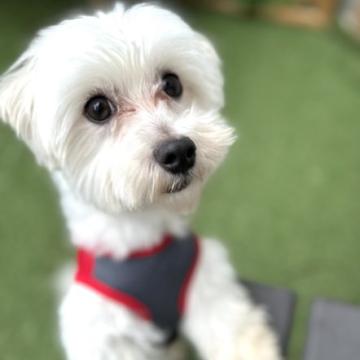 犬 × 京都府 × マルチーズの里親募集一覧｜ハグー -みんなのペット里親情報