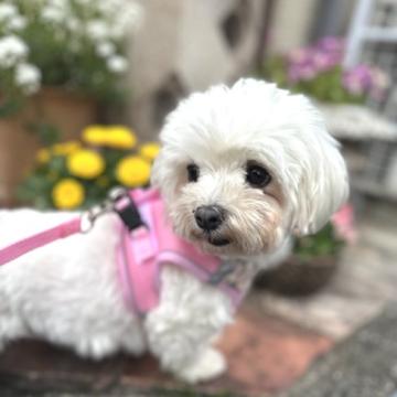 犬 × 京都府 × マルチーズの里親募集一覧｜ハグー -みんなのペット里親情報