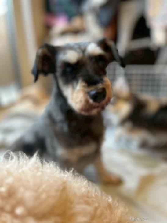 犬の里親募集】大阪府・ミニチュアシュナウザー・怖がりだけど淋しがり