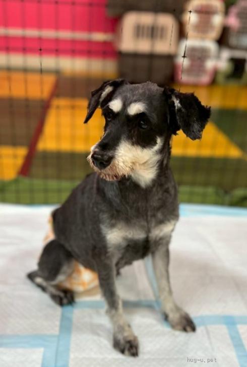犬の里親募集】大阪府・ミニチュアシュナウザー・ミニチュア