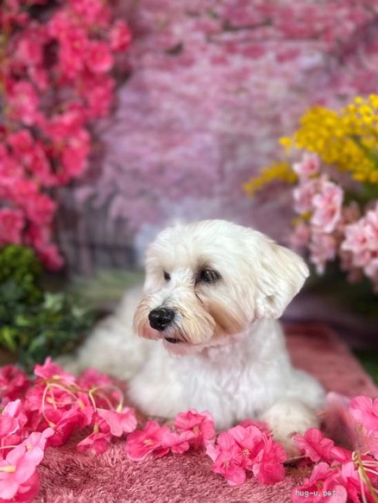 犬の里親募集】大阪府・雑種・マルチーズとダックスのMIX男の子1歳