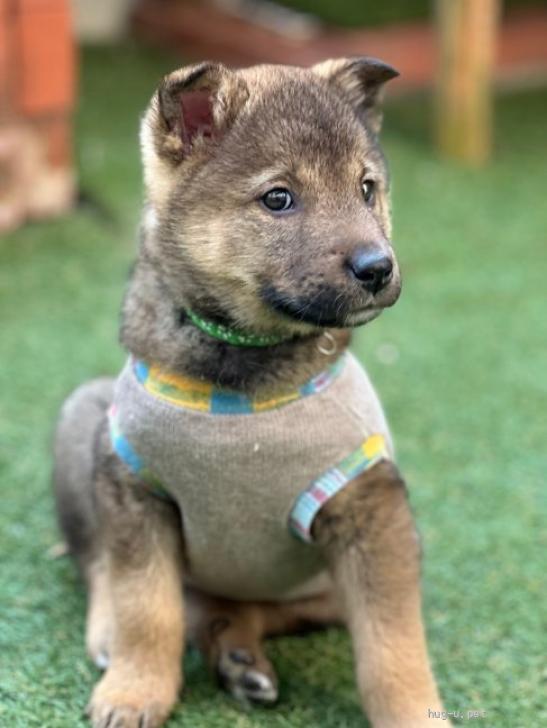 犬の里親募集】大阪府・雑種・子犬ちゃん約1.5ヶ月の男の子 藍くん（ID