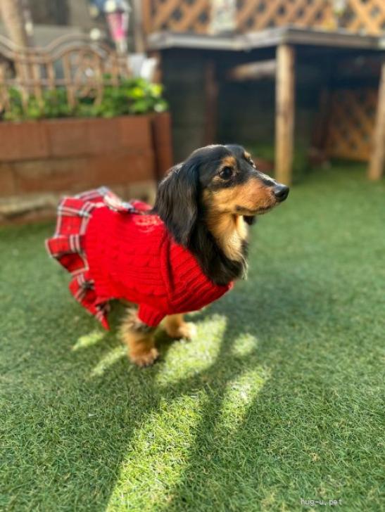 犬の里親募集】大阪府・カニンヘンダックスフンド(ロング)・カニヘン