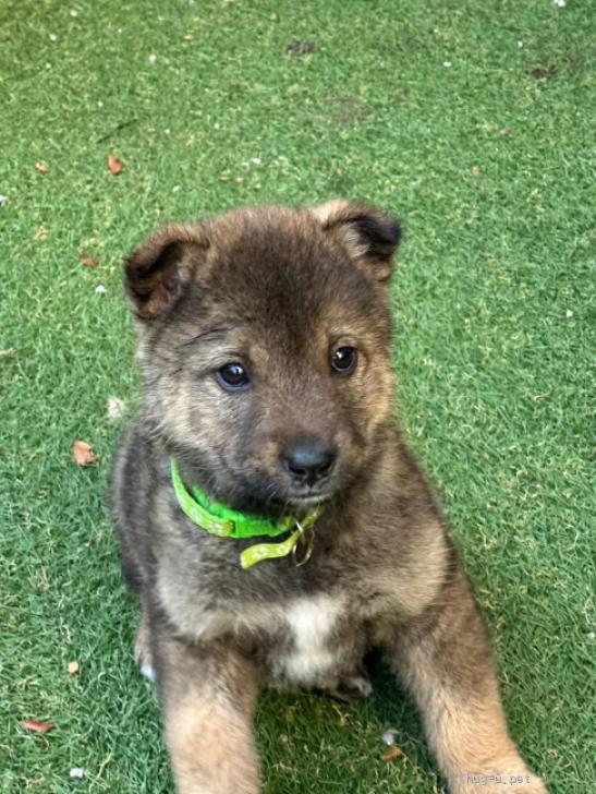 犬の里親募集】大阪府・雑種・子犬ちゃん約1.5ヶ月の男の子 藍くん（ID