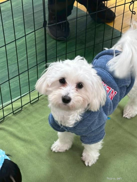 犬の里親募集】大阪府・雑種・マルチーズとダックスのMIX男の子1歳