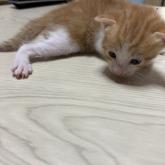 雑種
