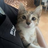雑種