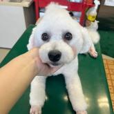 ビションフリーゼ