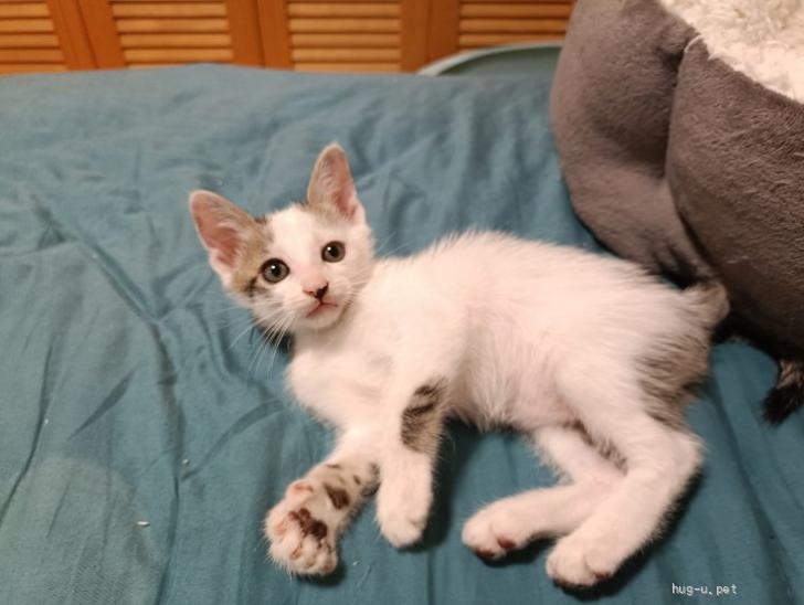 キジちゃん 26点 おまとめ 11日更新 猫の里親募集】埼玉県・雑種・8/12生・6兄妹♪白キジ（ID:2510