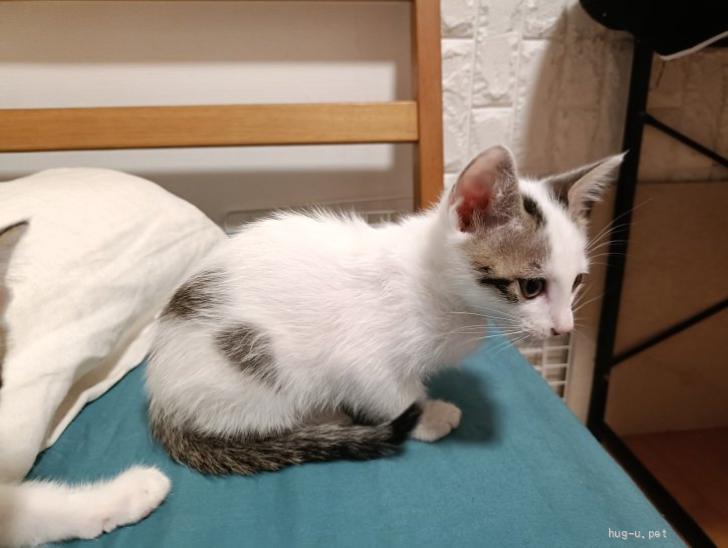 キジちゃん 26点 おまとめ 11日更新 猫の里親募集】埼玉県・雑種・8/12生・6兄妹♪白キジ（ID:2510