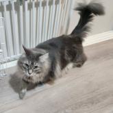 ノルウェージャンフォレストキャット