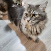 ノルウェージャンフォレストキャット