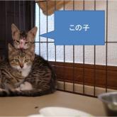 雑種