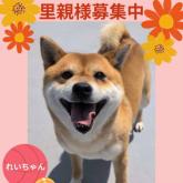 柴犬