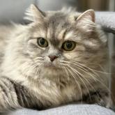 スコティッシュフォールド