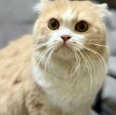 スコティッシュフォールド