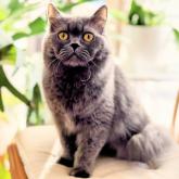 ブリティッシュロングヘア