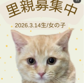 マンチカン