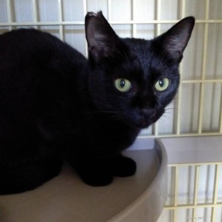 猫の里親募集】愛知県・雑種・🚨緊急募集!TNRより🐈‍⬛黒猫ちゃん5ヶ月