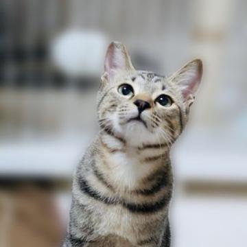 猫の里親募集】兵庫県・雑種・キジ白♡ミッキー柄白多め超甘えん坊ここ