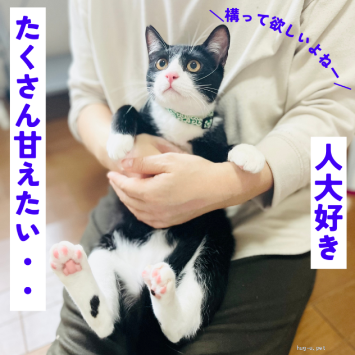 猫の里親募集】大阪府・雑種・ゴロスリヘソ天のハチワレ柄ハチ男くん