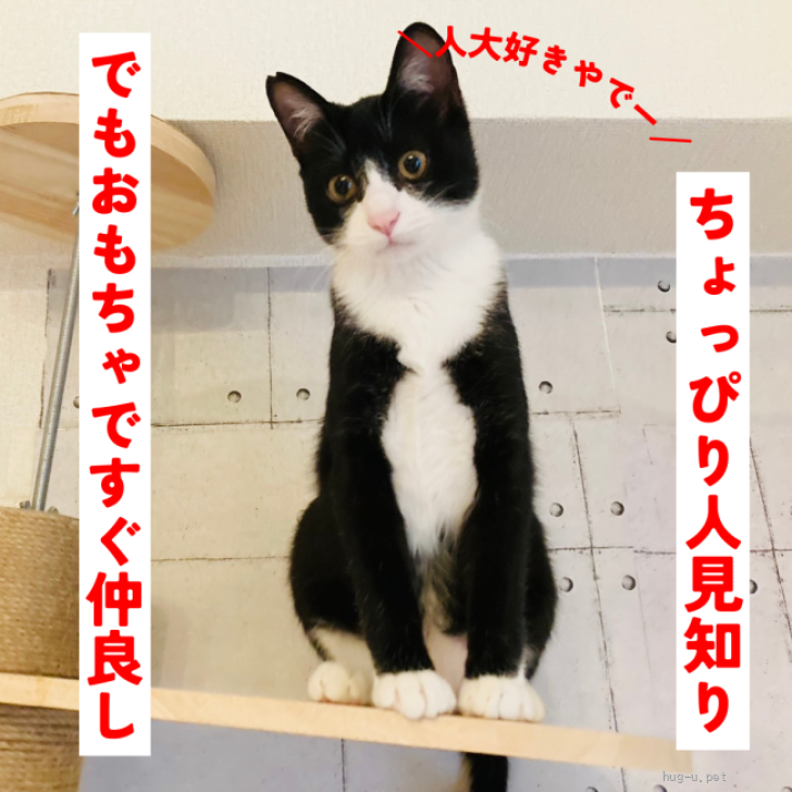 猫の里親募集】大阪府・雑種・ゴロスリヘソ天のハチワレ柄ハチ男くん