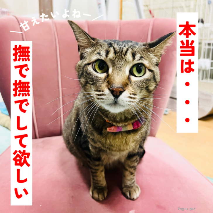 ペットのおうち 安い 守口猫ボランティア