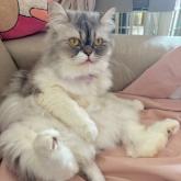 エキゾチックロングヘア