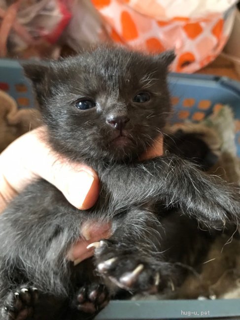 猫の里親募集 兵庫県 雑種 かわいい黒猫ちゃんの赤ちゃん ハグー みんなのペット里親情報 Id 1905