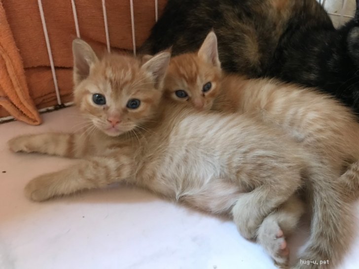 猫の里親募集】兵庫県・雑種・生後1〜2ヶ月 可愛い茶トラの仔猫ちゃん♡（ID:1910-00048）｜ハグー -みんなのペット里親情報