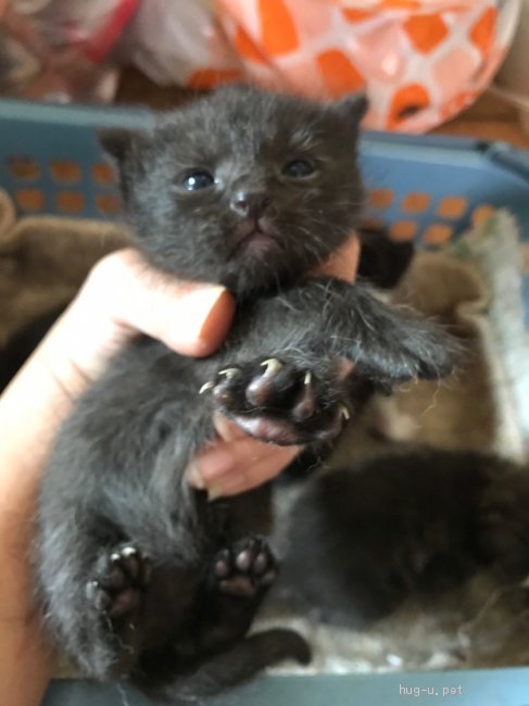 猫の里親募集 兵庫県 雑種 かわいい黒猫ちゃんの赤ちゃん ハグー みんなのペット里親情報 Id 1905