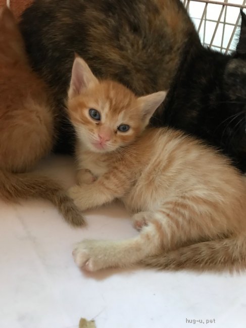 猫の里親募集】兵庫県・雑種・生後1〜2ヶ月 可愛い茶トラの仔猫ちゃん♡（ID:1910-00048）｜ハグー -みんなのペット里親情報