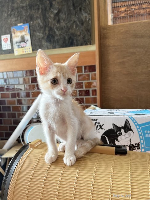 猫の里親募集】兵庫県・雑種・薄クリーム茶トラの子猫ちゃん（ID:2208