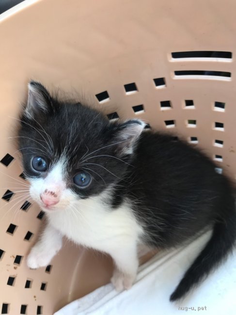 猫の里親募集】兵庫県・雑種・生後3-4週間☆白黒ハチワレBabyニャン☆（ID:1908-00050）｜ハグー -みんなのペット里親情報