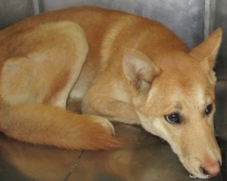 犬の里親募集 岡山県 雑種 岡山保健所からカッコいいヤード君の里親募集 ハグー みんなのペット里親情報 Id 02