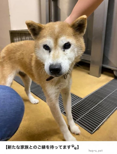 犬の里親募集 岡山県 雑種 岡山保健所からしばーばちゃんの里親募集 Id 02 ハグー みんなのペット里親情報