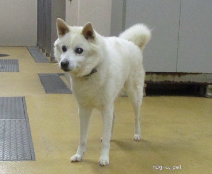 犬の里親募集 奈良県 雑種 岡山保健所から人懐っこいツカサ君の里親募集 ハグー みんなのペット里親情報 Id 2101