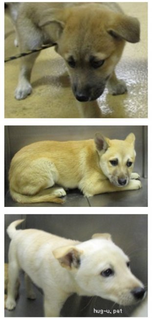 犬の里親募集 岡山県 雑種 岡山保健所レスキュー3ヶ月未満ねねちゃんの里親募集 Id 1906 ハグー みんなのペット里親情報