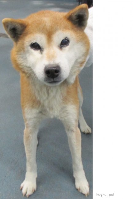 犬の里親募集 岡山県 雑種 岡山保健所からしばーばちゃんの里親募集 Id 02 ハグー みんなのペット里親情報