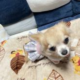 チワワ(ロング)