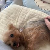 ヨークシャーテリア