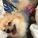 ポメラニアン